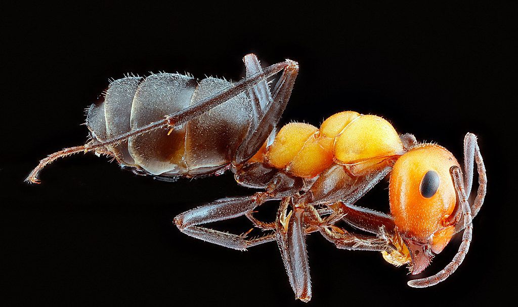 Ant Control service in Sunnyvale, CA