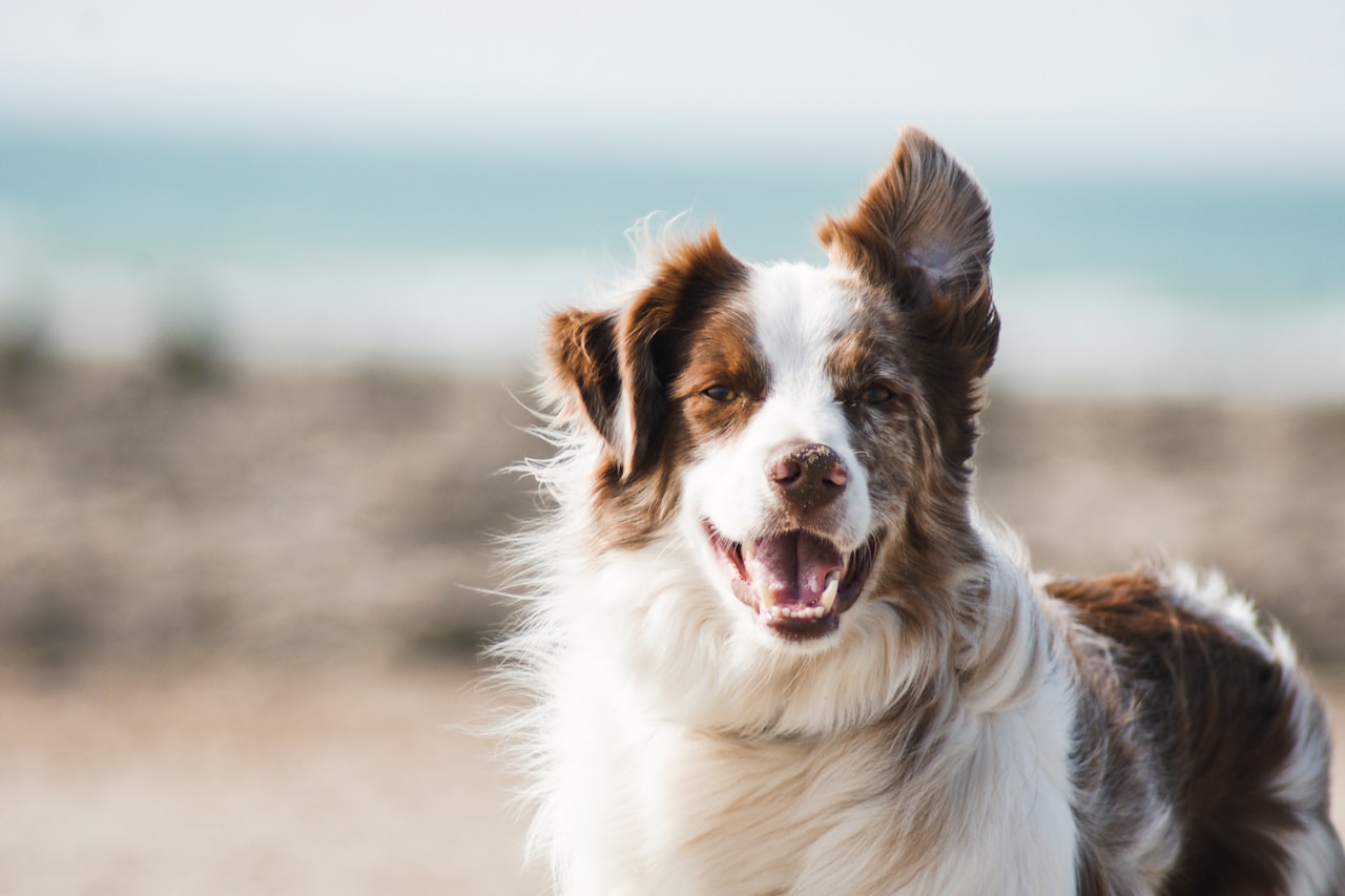 Flea & Tick Control service in Sunnyvale, CA