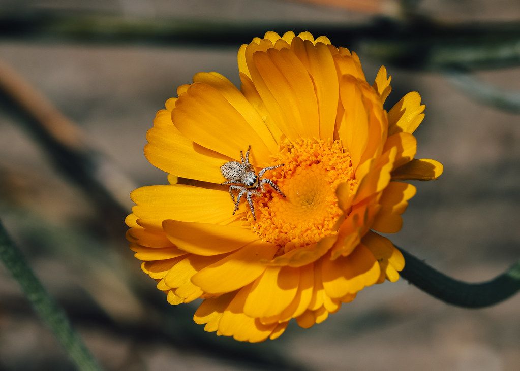 Spider Control service in Sunnyvale, CA